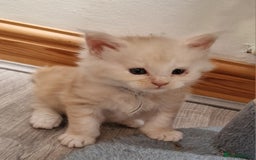 Maine Coon cats for sale: Beautiful Fluffy Maine Coon Kittens - Image 3