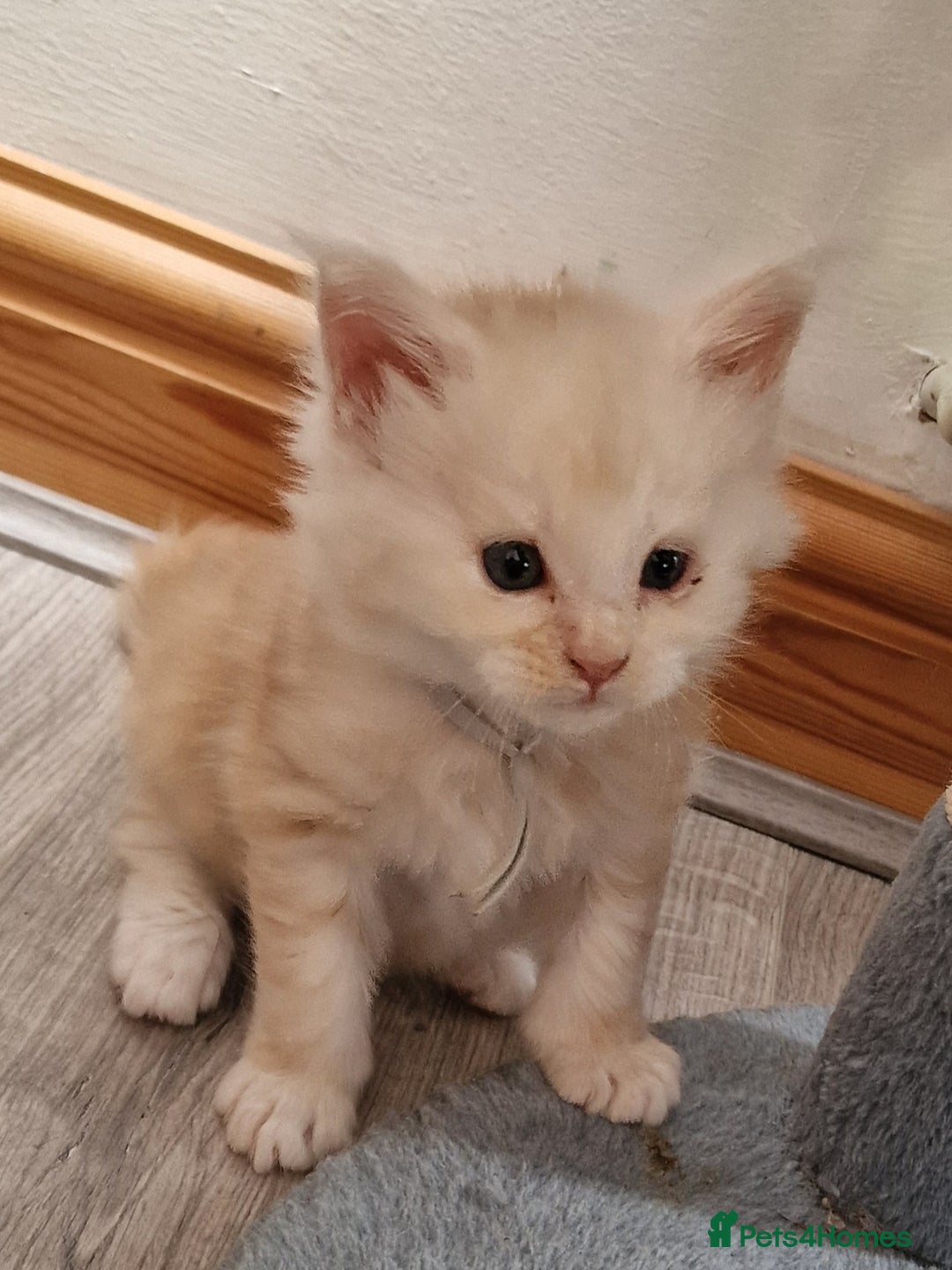 Maine Coon cats for sale: Beautiful Fluffy Maine Coon Kittens - Image 3
