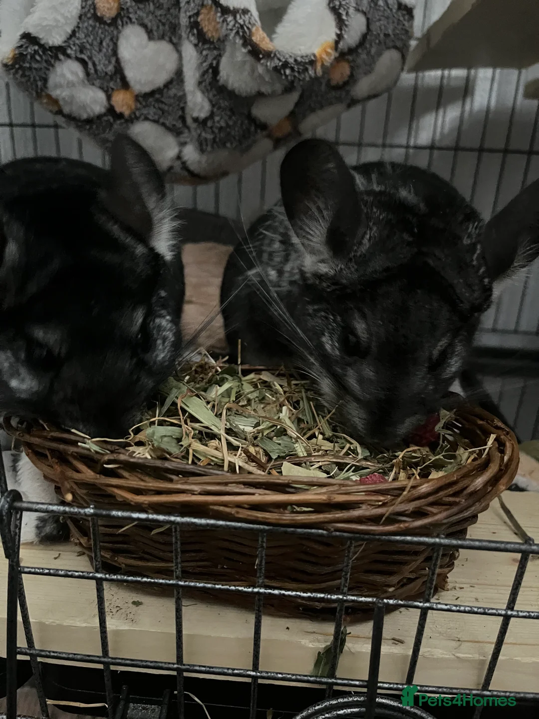 Chinchilla rodents for sale: 2 female mother and daughter chinchillas  in Shrewsbury - Advert 1