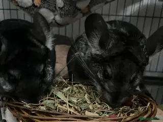 Chinchilla rodents 2 female mother and daughter chinchillas - Advert 11