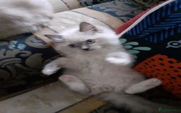 Ragdoll cats for sale: Original purebred Ragdoll kittens.Girl and boy. - Image 13