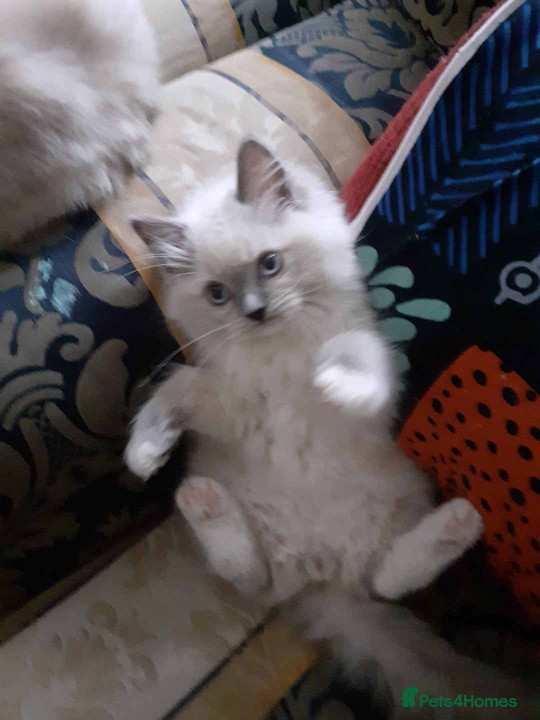 Ragdoll cats for sale: Original purebred Ragdoll kittens.Girl and boy. - Image 13