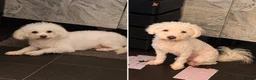 Bichon Frise dogs for sale: Beautiful Bichon Frise Puppies in Luton - Advert 14