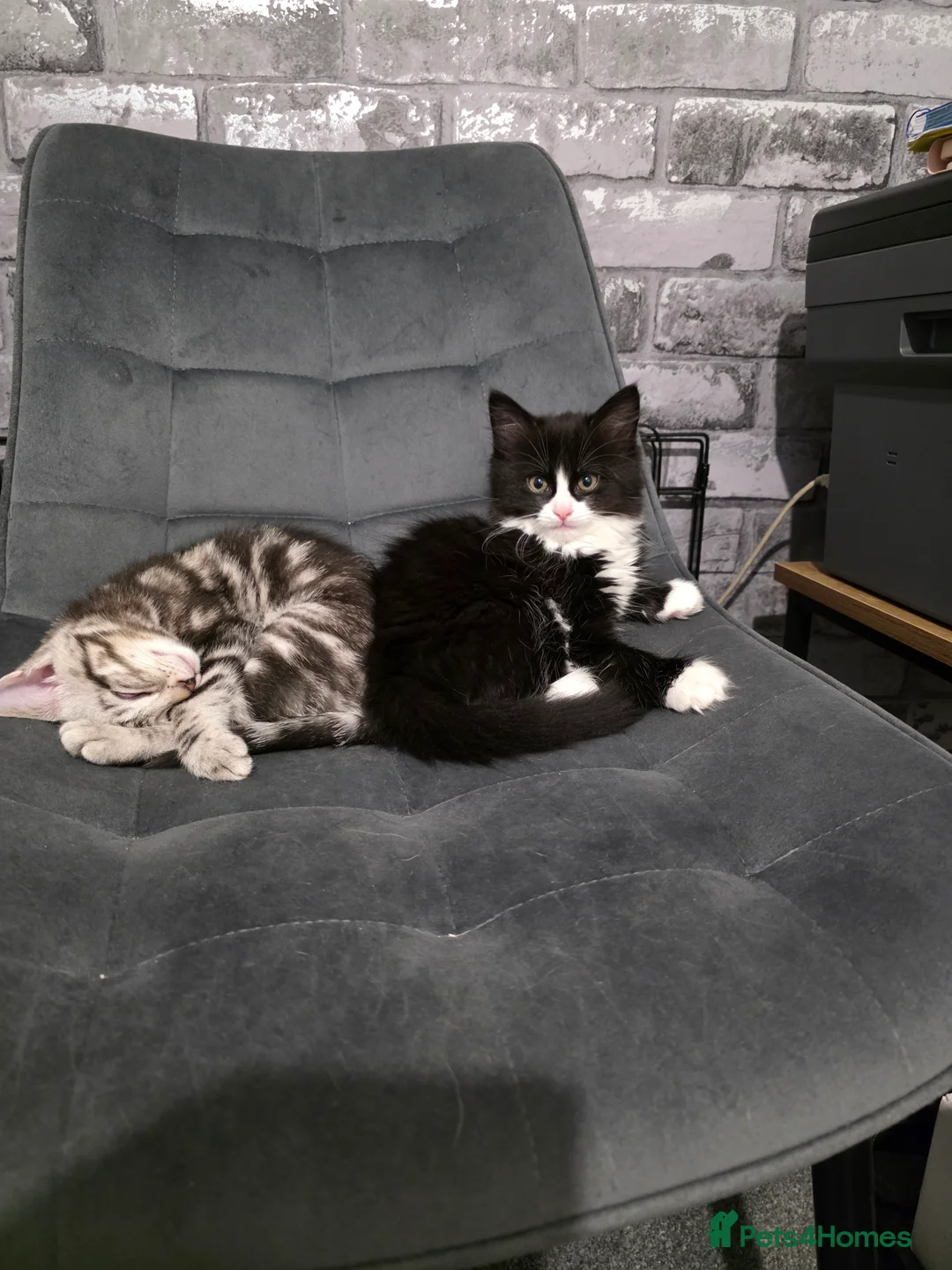 Mixed Breed cats for sale: Loveley Kittens looking for home - Advert 4