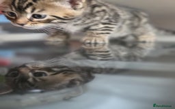 Bengal cats for sale: Kittens x bengal  - Advert 28