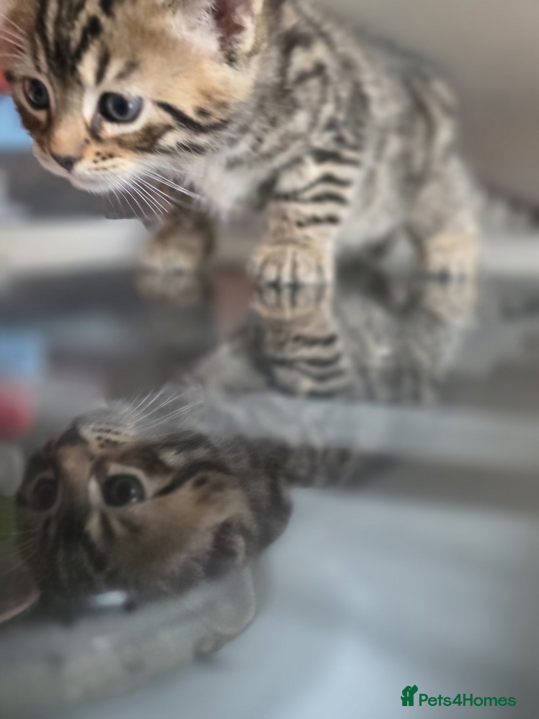 Bengal cats for sale: Kittens x bengal  - Advert 28