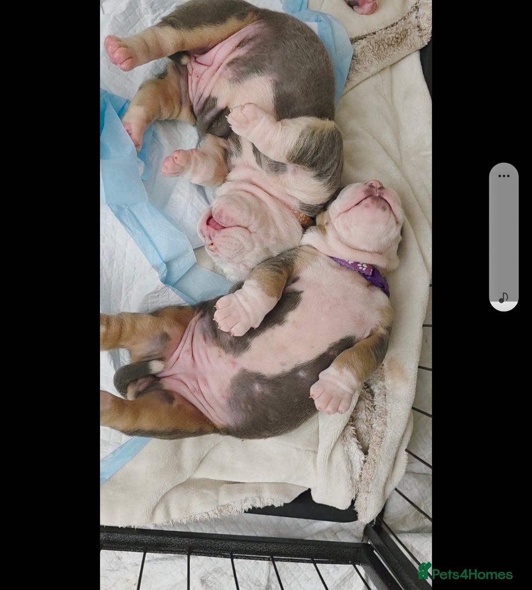 Olde English Bulldogge dogs for sale: Olde English Bulldog Puppies NEBBR Derby - Image 4