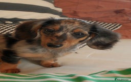 Miniature Dachshund dogs for sale: Long-Haired Dapple Mini Dachshund Puppy (RE-HOME) - Image 6