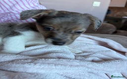 Jack Russell dogs for sale: Jack russel pup for sale  - Image 6