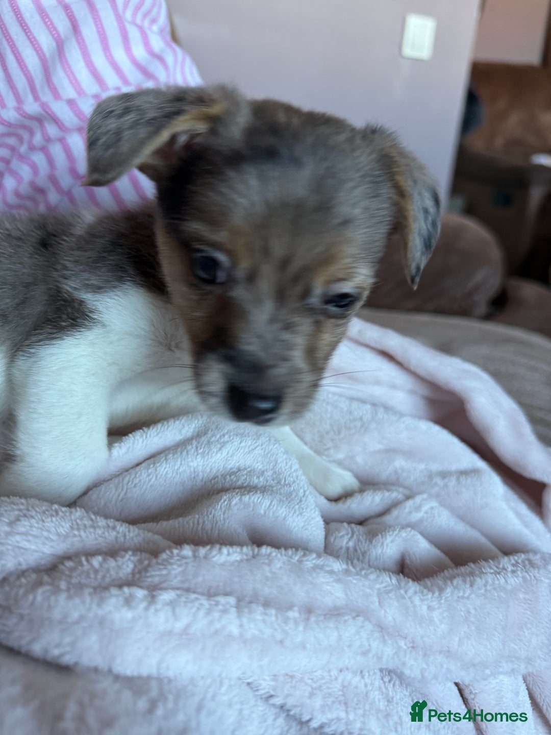 Jack Russell dogs for sale: Jack russel pup for sale  - Image 6