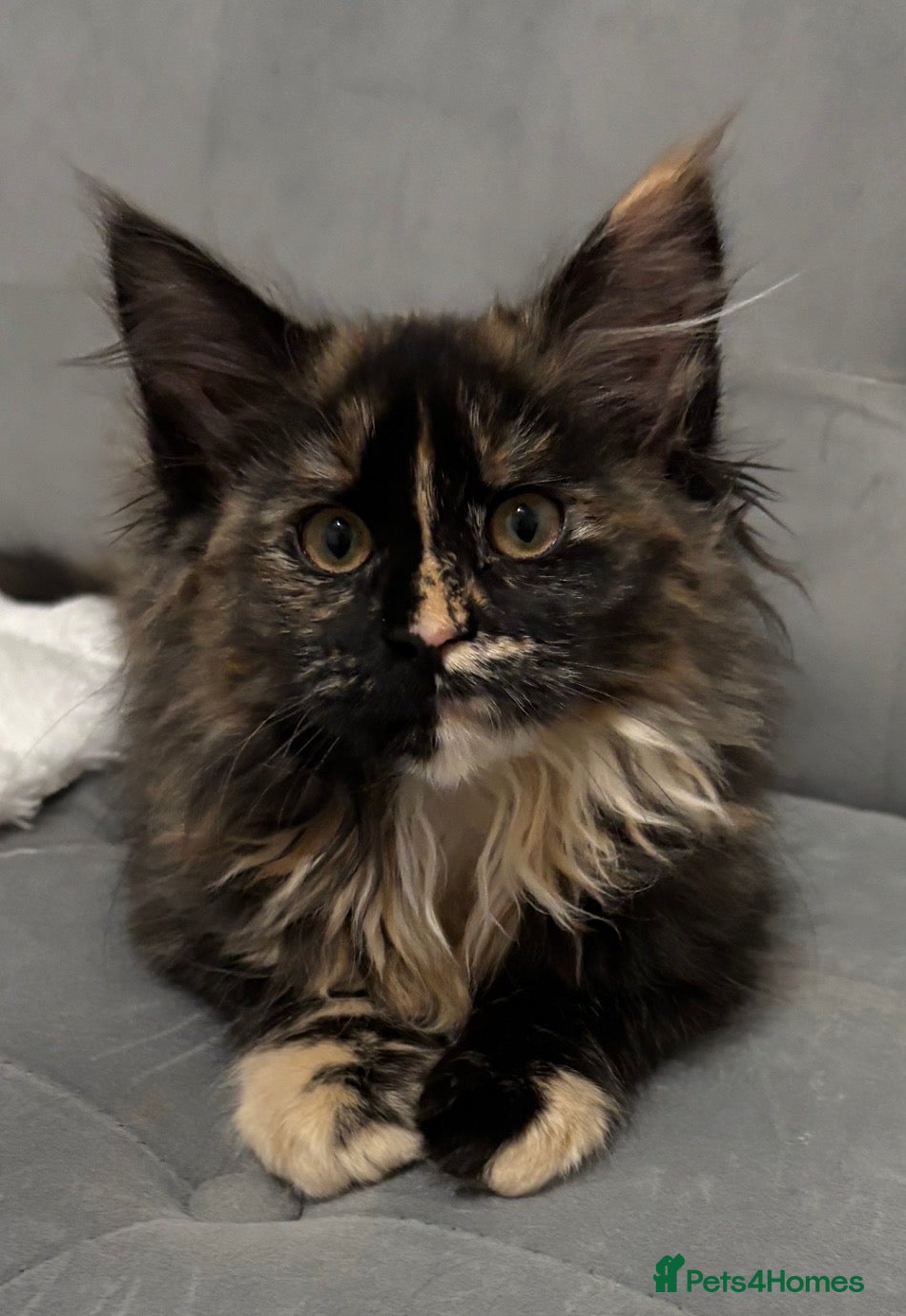 Maine Coon cats Large Maine Coon Female Kitten – Tortoiseshell - Advert 1