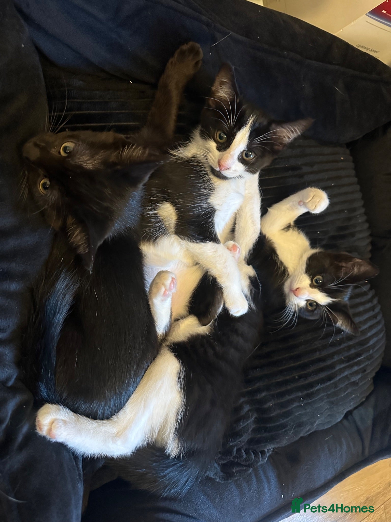 Mixed Breed cats Adorable kittens needing loving forever homes 🐾 - Advert 15