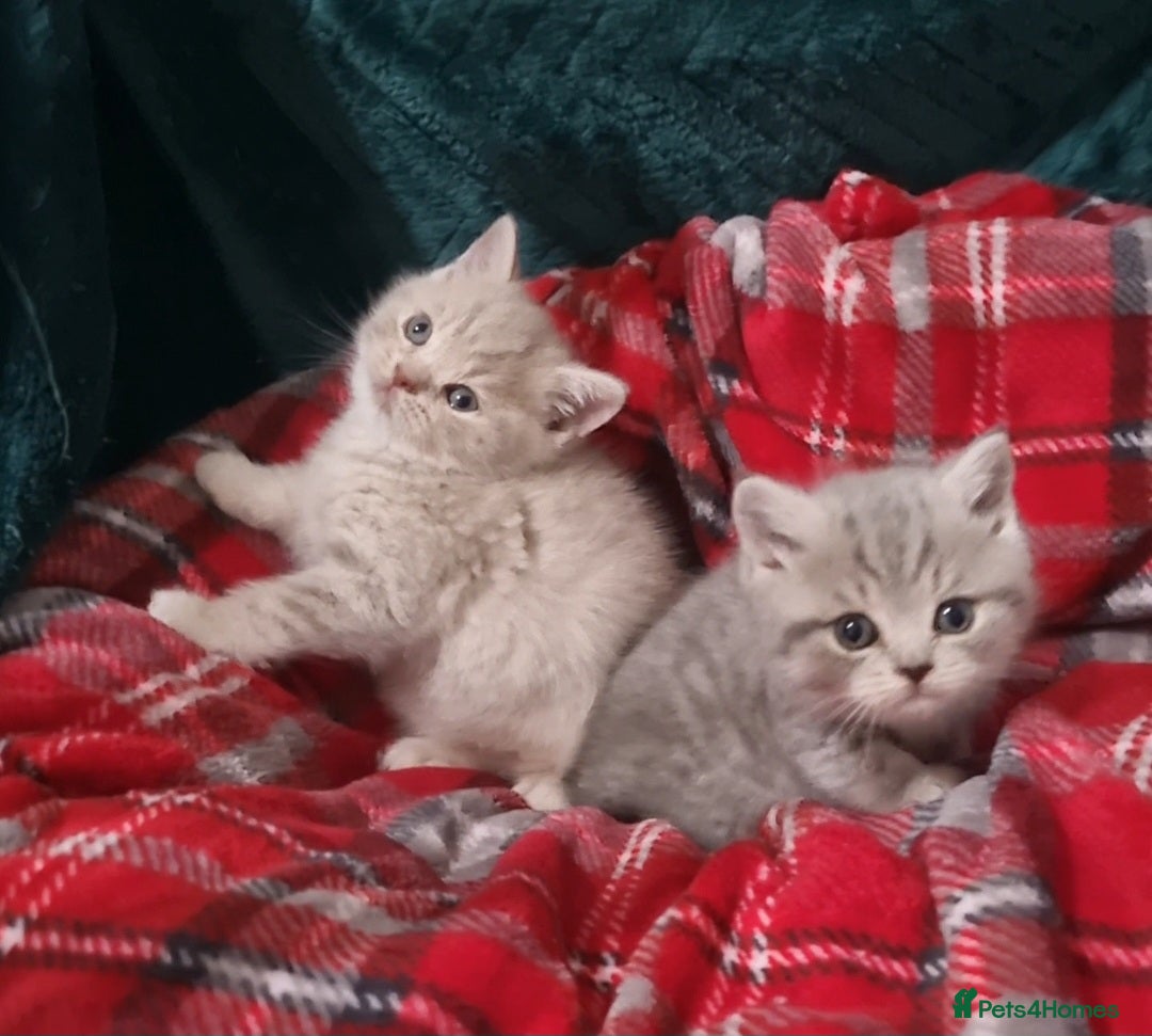 British Shorthair cats for sale: Blue & stripy, boys & girls ava British shorthairs in Eastbourne - Image 28
