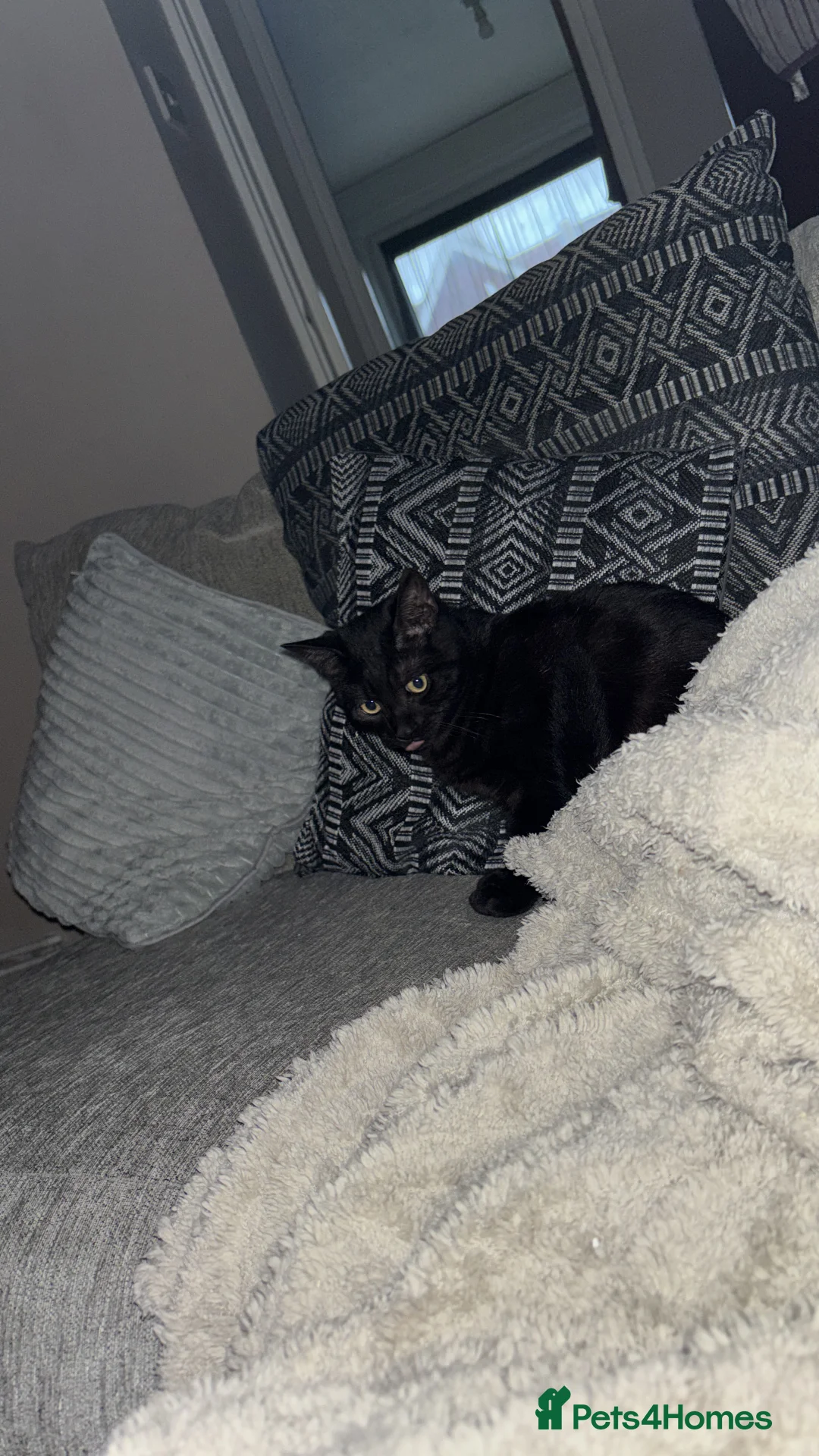 Mixed Breed cats for sale: Need to re home due to council  - Advert 3