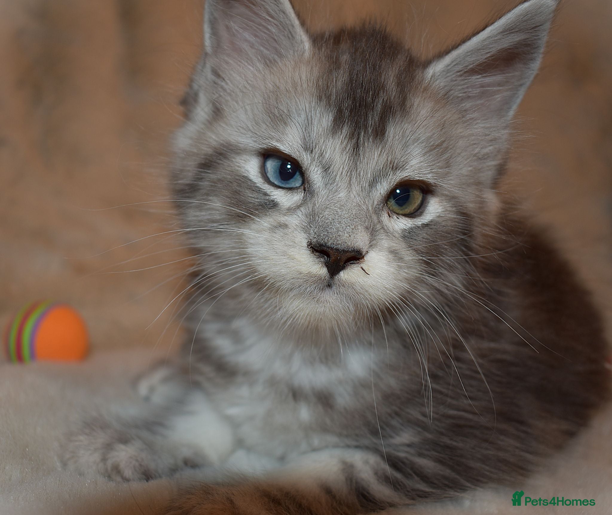 Maine Coon cats for sale: Beautiful Maine Coon Kittens  - Advert 1
