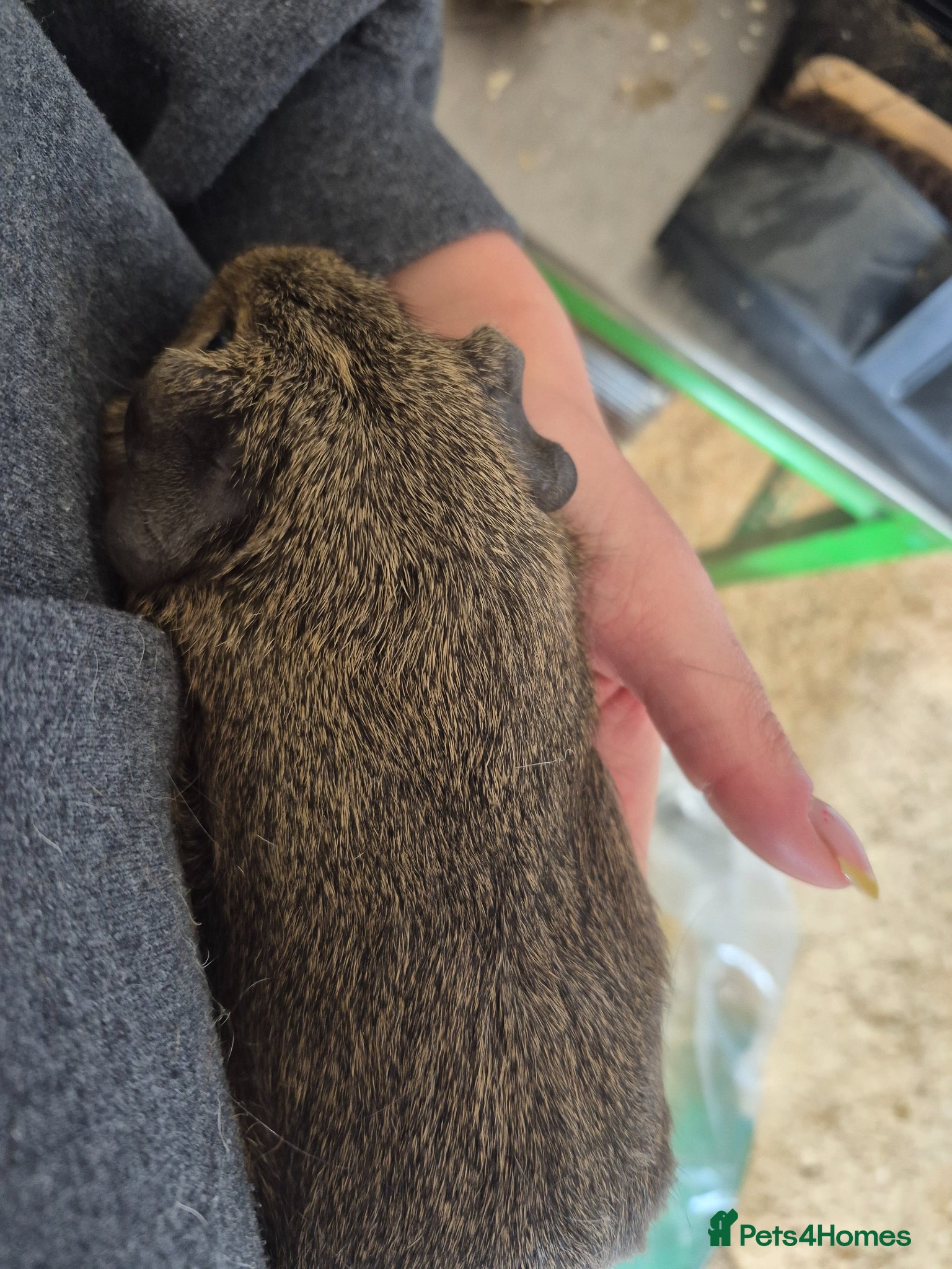 Guinea Pig rodents Smooth sows for sale can deliver locally x - Advert 18