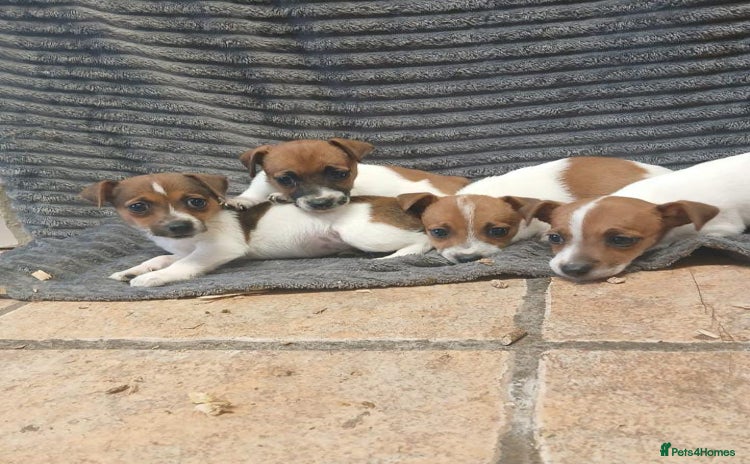 Jack Russell dogs - Advert 6