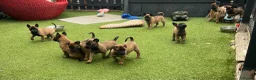 Belgian Shepherd Dog dogs for sale: Stunning litter of Belgian Malinois puppies  in Weymouth - Advert 7