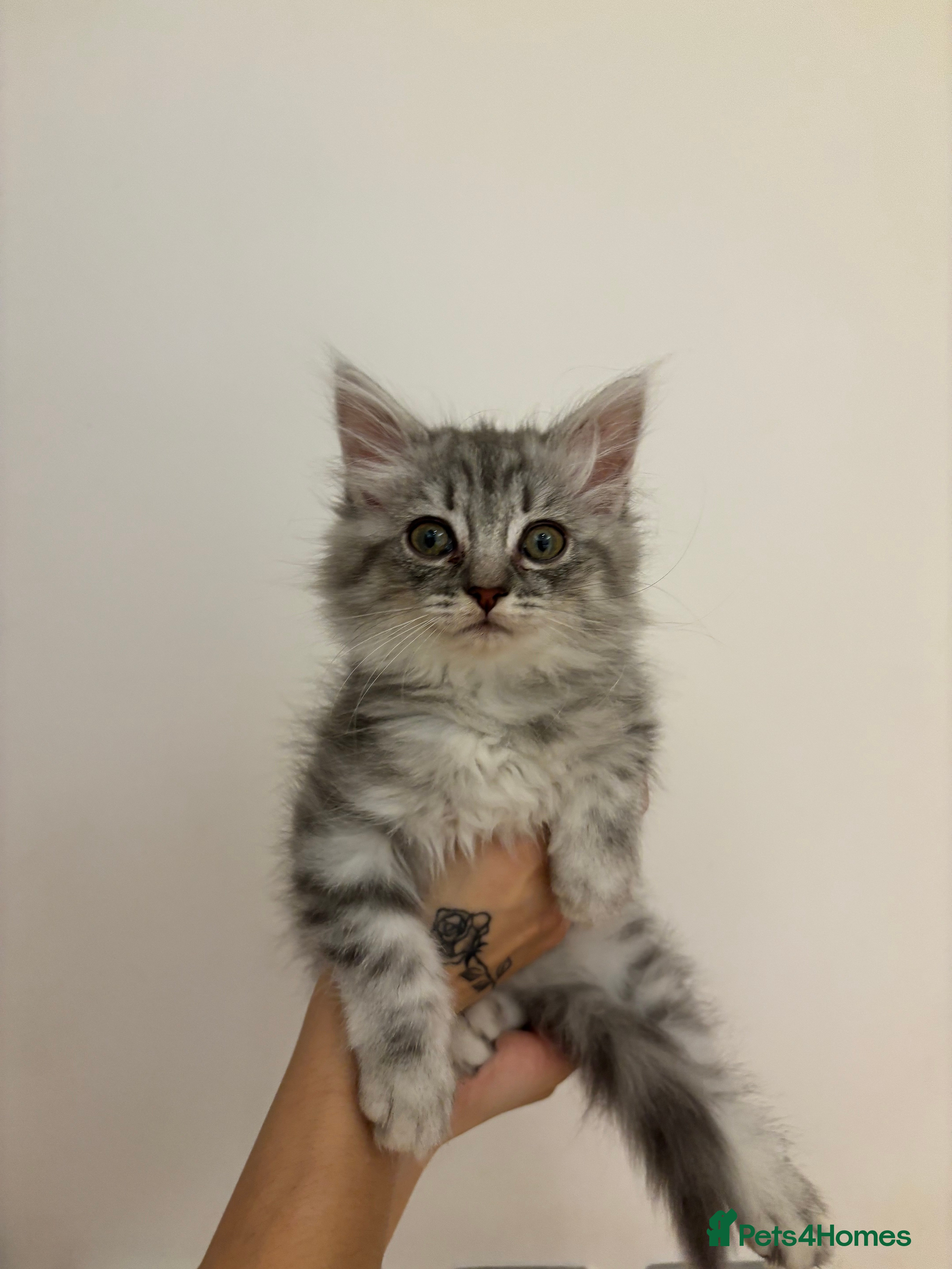 Scottish Fold cats Fluffy British long hair kittens   - Advert 2