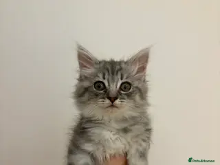 Scottish Fold cats Fluffy British long hair kittens - Advert 2