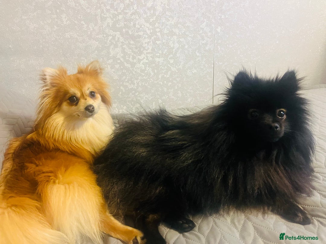 Pomeranian dogs for sale: Pomeranian pups - Advert 10