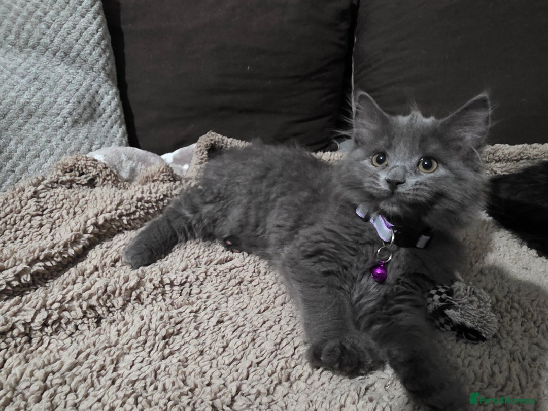 Mixed Breed cats for sale: Adorable fluffy kittens looking for a new home. - Image 19