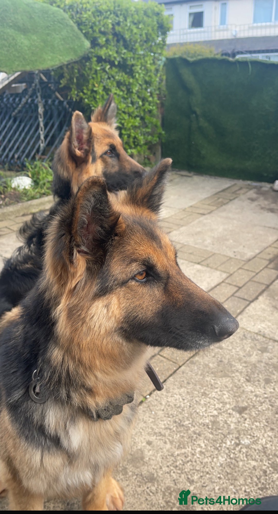 German Shepherd dogs for sale: 🐾 Meet Narla – Your Ultimate Adventure Partner 🌟 - Advert 7