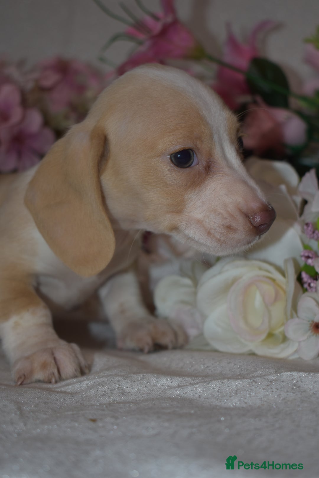 Miniature Dachshund dogs for sale: KC Smooth Coat Miniature Dachshund Puppies - Advert 6