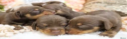 Miniature Dachshund dogs for sale: KC Miniature Dachshund Puppies - Advert 10