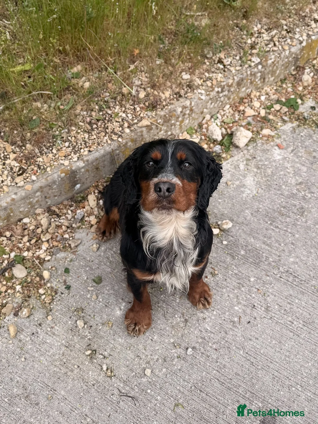 Cocker Spaniel dogs for stud: Proven KC’d Working Cocker Spaniel Stud - Advert 2