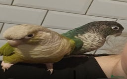 Conures birds for sale: Proven pair conurse - Image 2