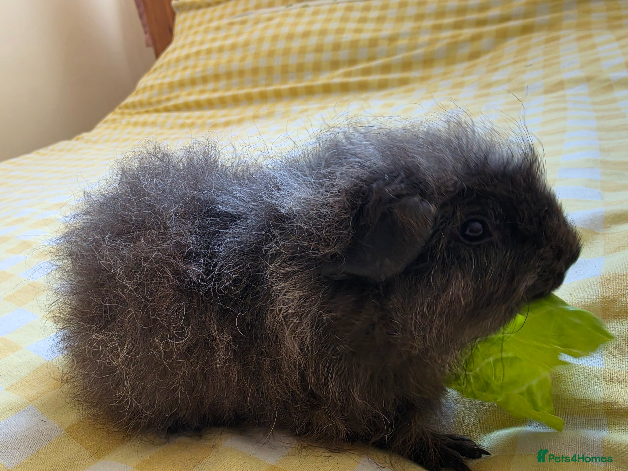 Guinea Pig rodents for sale: Boysx - Advert 8