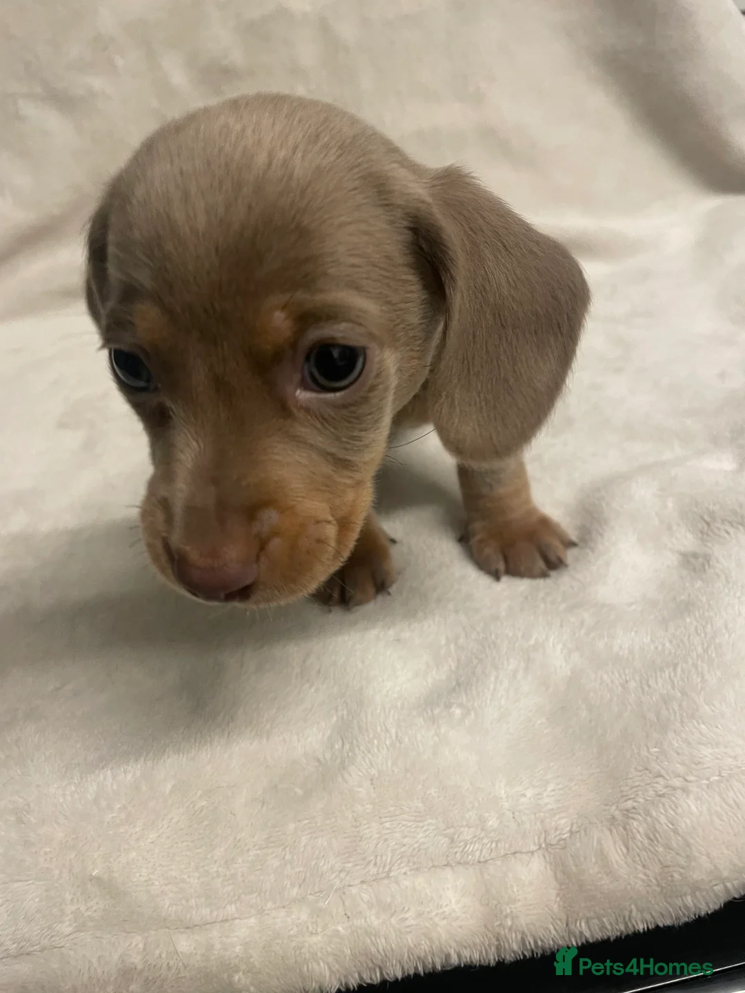 Dachshund dogs for sale: Isabella and tan miniature dachshunds  - Advert 4