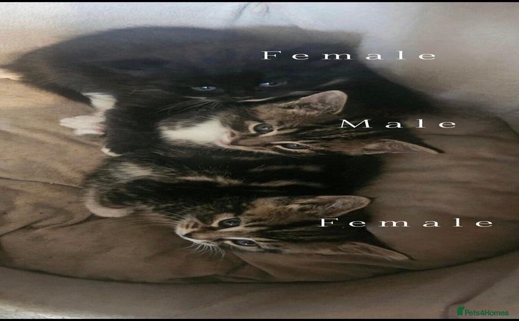Maine Coon cats - Advert 2