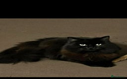 British Longhair cats for sale: Beautiful longhair girl  - Image 1