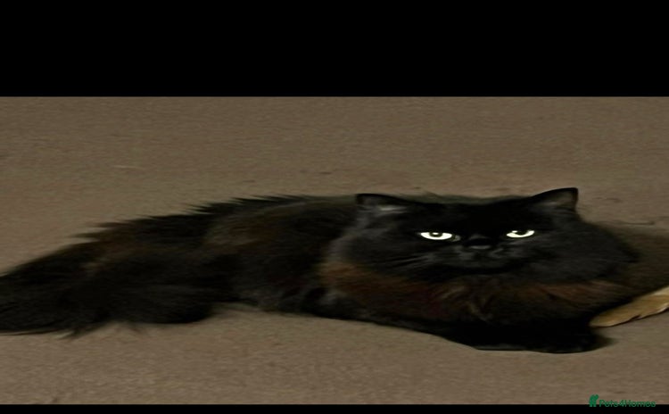 British Longhair cats - Advert 1