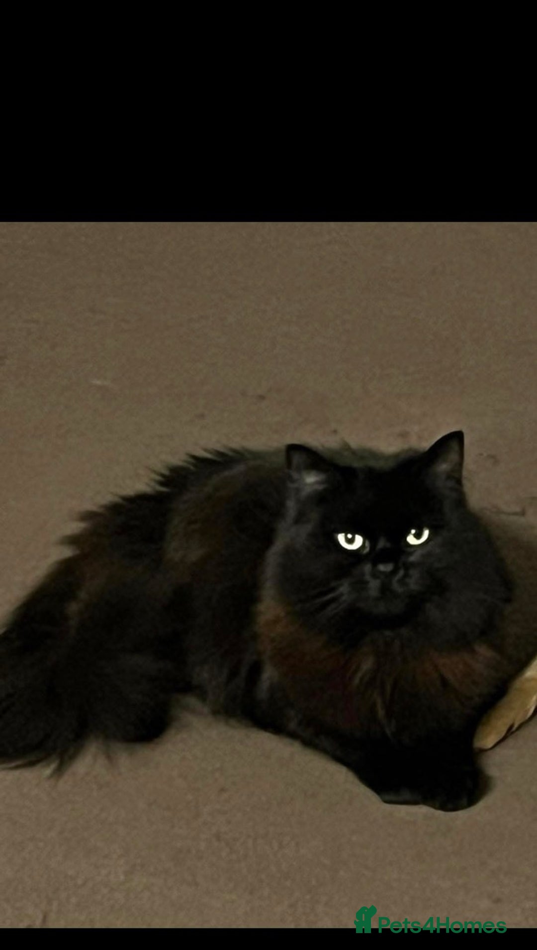 British Longhair cats for sale: Beautiful longhair girl  - Image 1