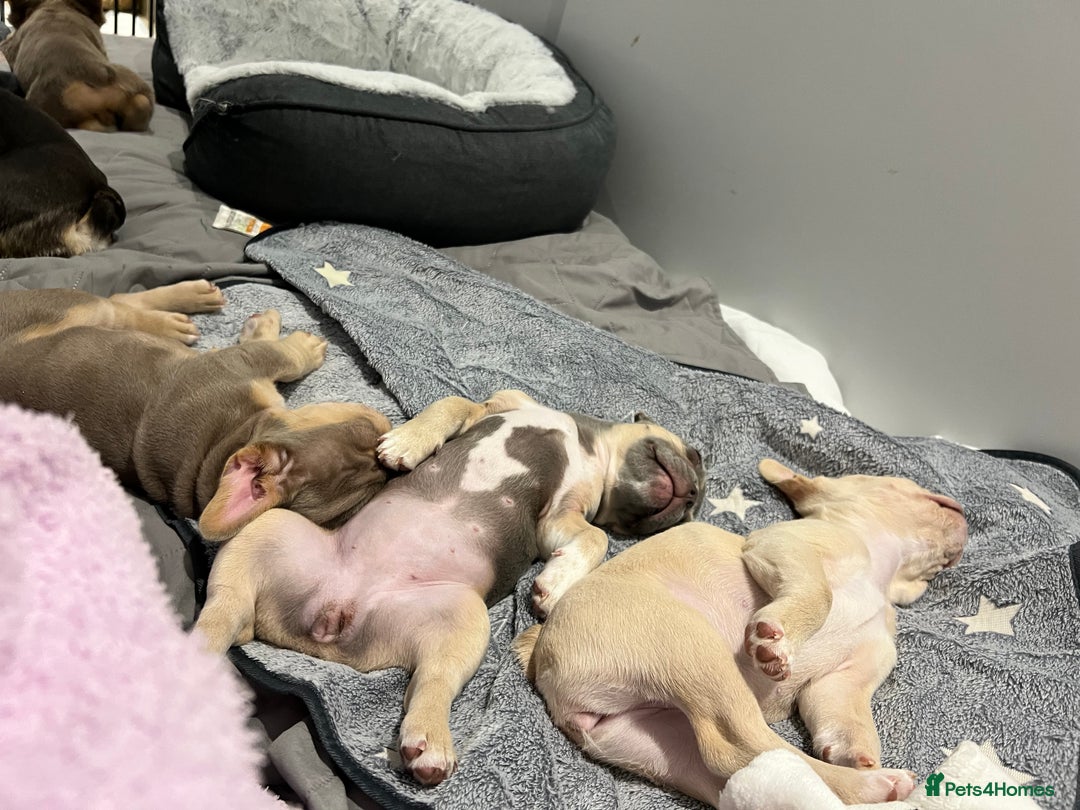 French Bulldog dogs for sale: Big Rope, Big Rope Fluffy & French Bullg - Advert 10