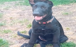 German Shepherd dogs for sale: Female Black German Shepherd Puppy in London - Image 1