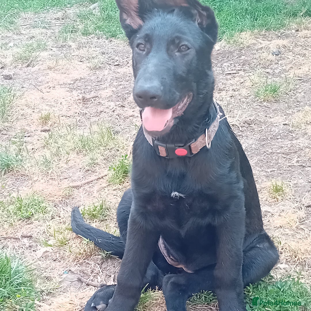 German Shepherd dogs for sale: Female Black German Shepherd Puppy in London - Image 1