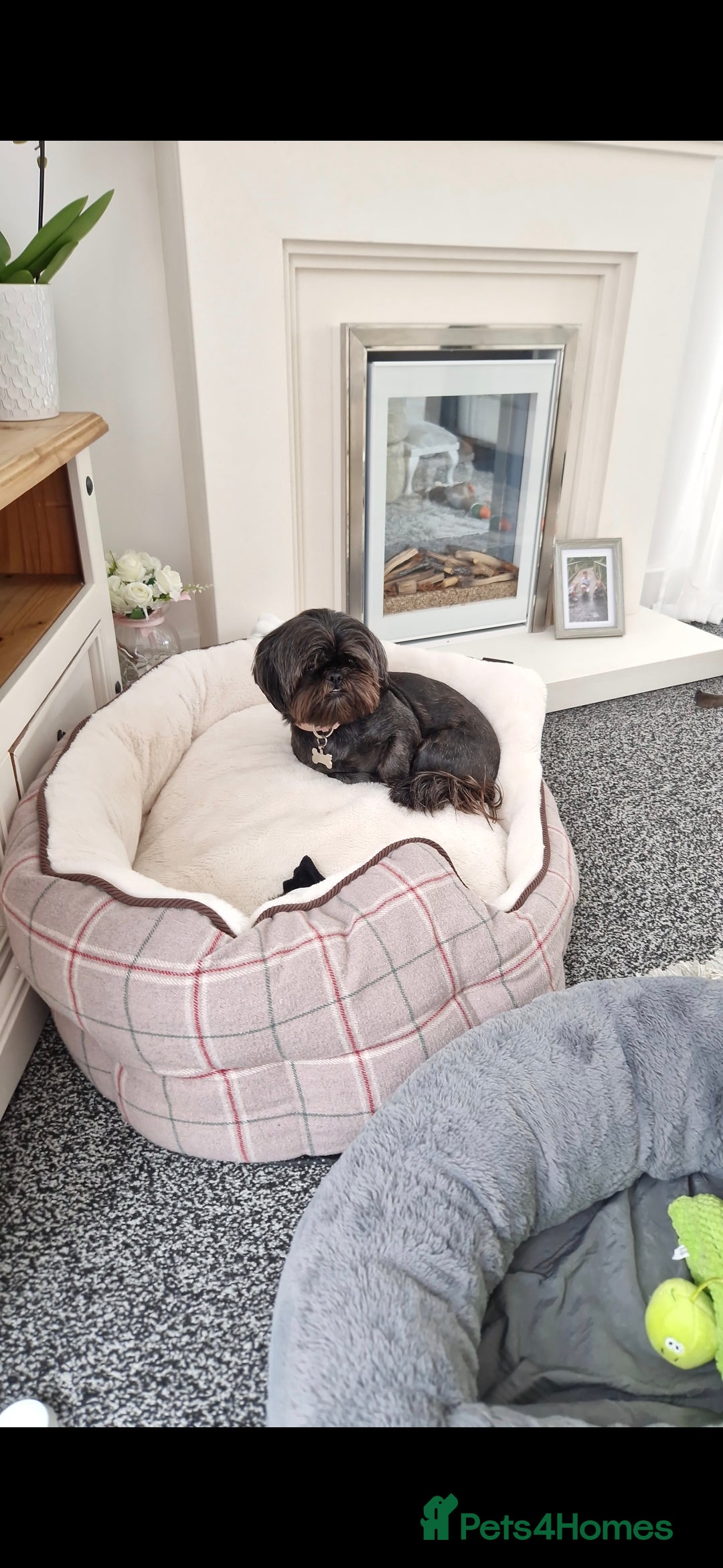 Malshi dogs for sale: Beautiful malshi puppies  - Image 3