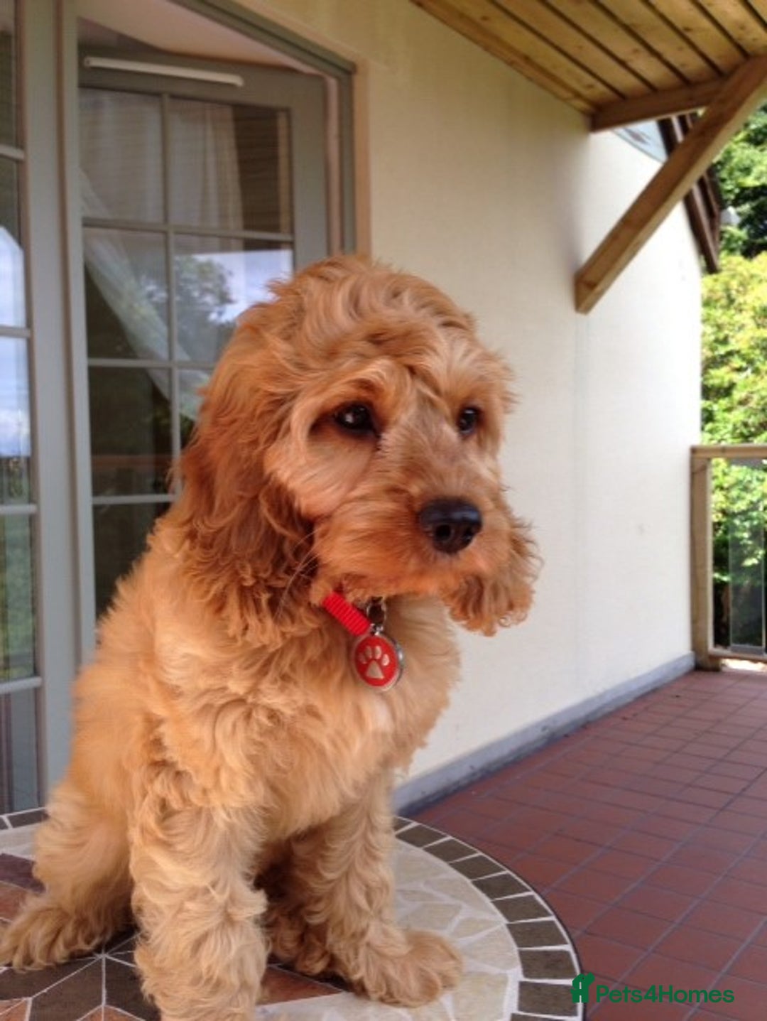 Cockapoo dogs for sale: Welcome to Cotswold Cavapoos and Cockapoos - Advert 24