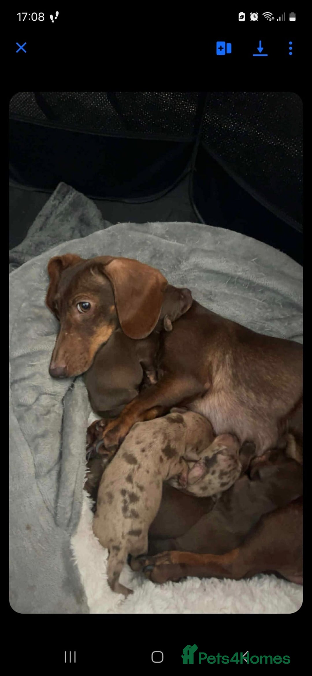 Dachshund dogs for sale: Stunning Chocolate Female Dachshund  - Advert 3