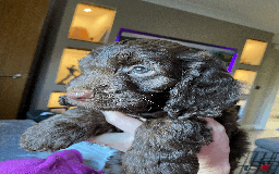 Cockapoo dogs for sale: Beautiful Thick coated Fluffy F1 Toy Cockapoo pups - Advert 4