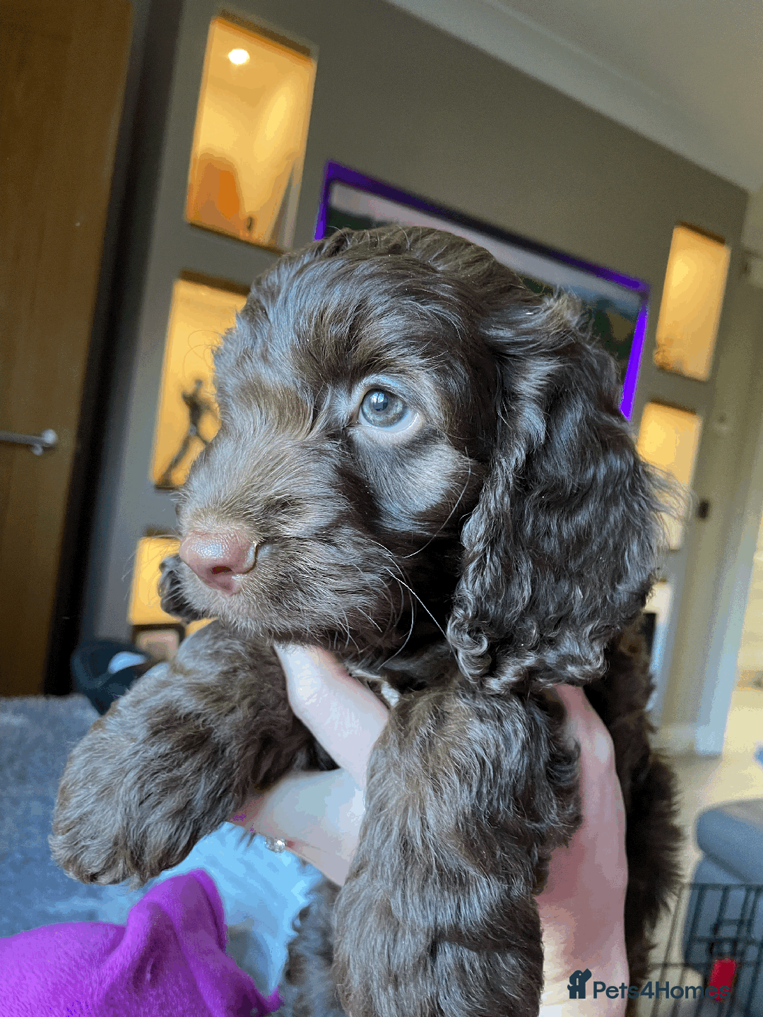 Cockapoo dogs for sale: Beautiful Thick coated Fluffy F1 Toy Cockapoo pups - Advert 4