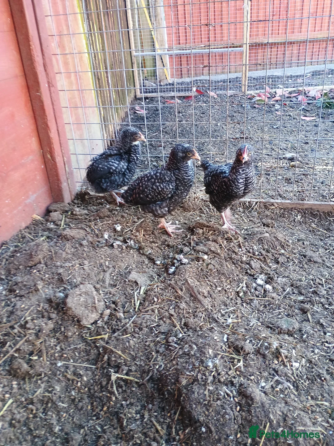 Chickens poultry for sale: Chickens  in Sevenoaks - Advert 2