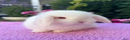 Mini Lop rabbits for sale: Gorgeous Pure Bred Baby Mini Lops - Advert 2