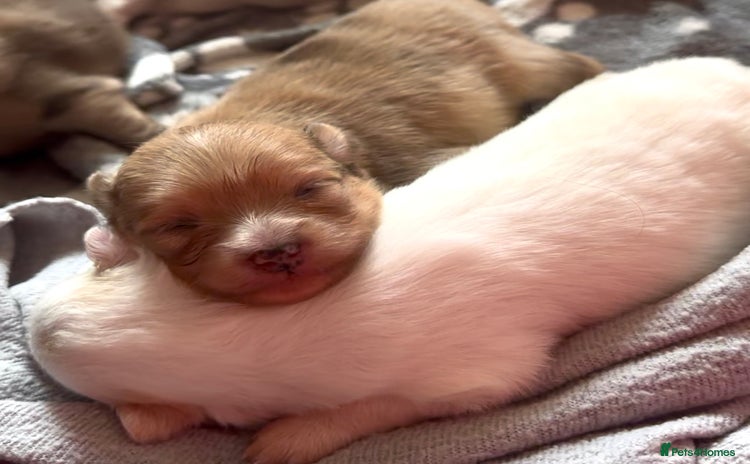 Pomeranian dogs - Advert 1