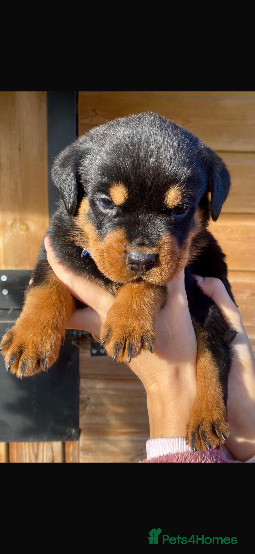 Rottweiler dogs for sale: Last girlBeautiful chunky Rottweiler puppies - Advert 1