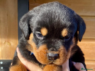 Rottweiler dogs Beautiful chunky Rottweiler puppies - Advert 16